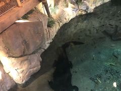 -迪拜水族馆及水下动物园