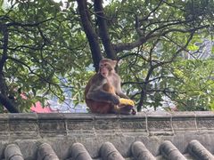 -黔灵山公园