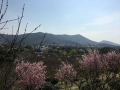 -香雪海