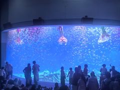 -合肥海洋世界
