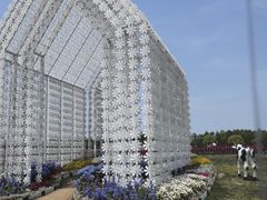 -荷兰花海