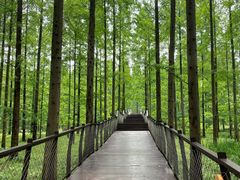 -黄海国家森林公园