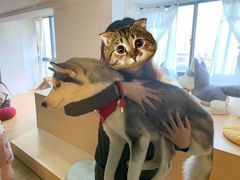 -Husky Go! 哈士奇体验馆·宠物咖啡厅狗咖