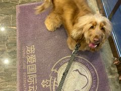 -宠爱国际动物医院·消化内科·心肾内科·ISFM猫友好(望京店)