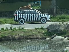 -上海野生动物园