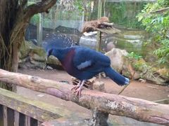 -清迈夜间动物园