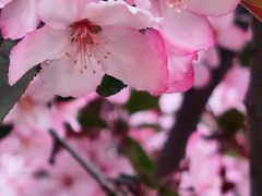 -海棠花溪(元大都城垣遗址公园)
