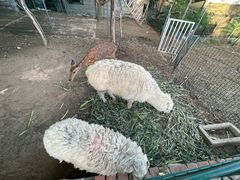 -丽泽山庄·生态怀柔菜·虹鳟鱼(红螺寺店)