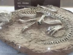 -中国西峡恐龙遗迹园