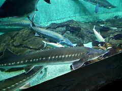 -太平洋海底世界