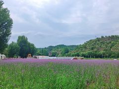 -紫海香堤香草艺术庄园