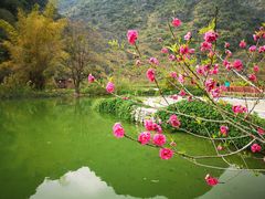 -靖西鹅泉风景区