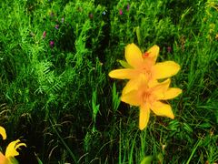 -乌拉盖芍药谷景区