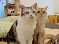 -有喵·猫咖·狗咖·40+猫狗有小奶狗(岗厦店)