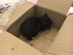 -北京观赏动物医院·24小时大型综合·猫专科·异宠专科
