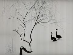 -BLACKSWAN黑天鹅(环球店)