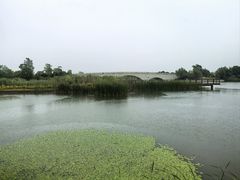 -西京湾花海