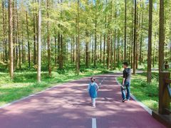 -黄海国家森林公园