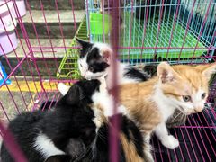 -青石桥花鸟鱼虫市场(叠翠城店)