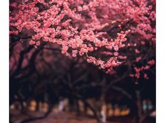-白塘生态植物园
