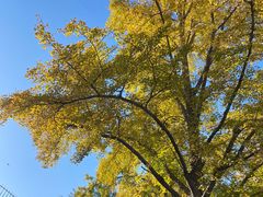 -三里屯东五街银杏大道