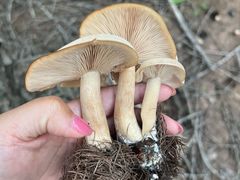 -苏木山森林公园