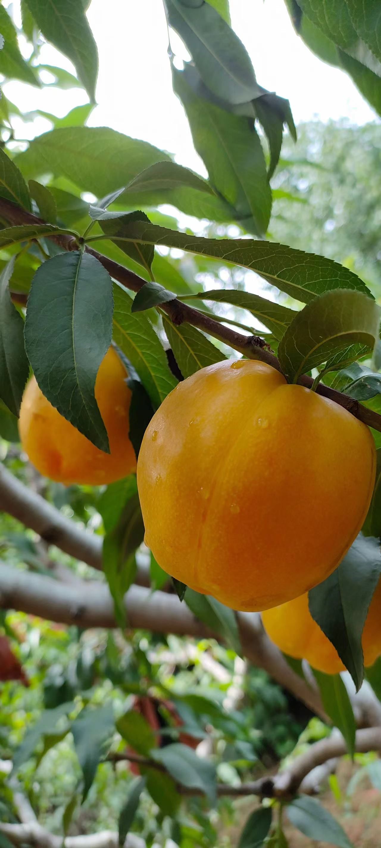 甜蜜的果实,美味的午后