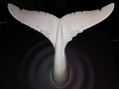 -贝林大翅鲸简餐厅(国家海洋博物馆店)