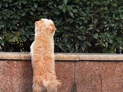 -联合动物医院(光谷诊疗中心)