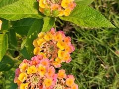 -星美国际影商城(黄龙店)