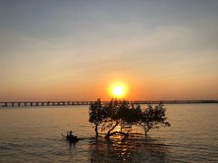 -宝安西湾红树林湿地公园