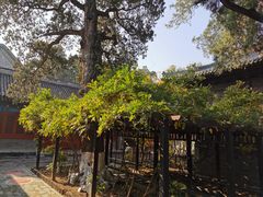 -大觉寺-停车场