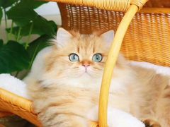 -猫在这儿猫咪咖啡馆·撸猫馆