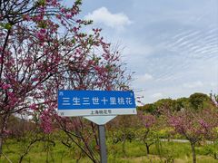 -南汇桃花村