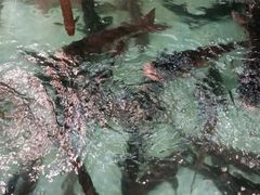 -醉美东江·三文鱼·烧鸡公