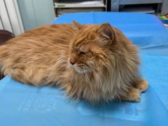 -纳吉亚猫专科动物诊疗中心(蒋宅口分院)