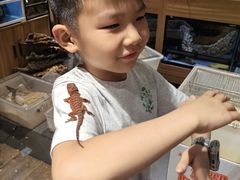 -酷以爬仙阁实体爬宠店·守宫·蜥蜴·专业繁育