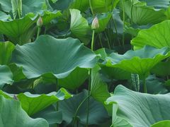 -莲花池公园