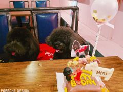 -百好乐宠物友好餐厅(朝外大街店)