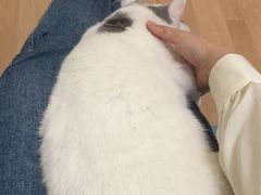 -猫大福·Fortune Cat猫舍(百子湾店)