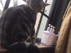-李小姐の猫咖啡馆(五角场店)
