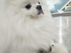 -伟伟宠物医院·CT影像中心·瑞派犬猫综合性门诊(汉口总院)