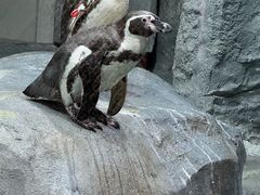 -合肥野生动物园