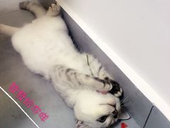 -小呆的宠物店·宠物售卖·宠物寄养(城西店)