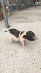 -萌宠亲子动物乐园(槐房万达店)