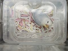 -立德动物医院·异宠·CT·鹦鹉(天河店)