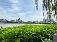 -莲花池公园