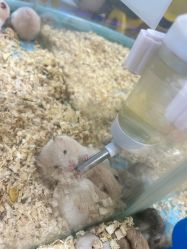 -神奇动物撸宠馆·羊驼·小浣熊·异宠(豫园店)