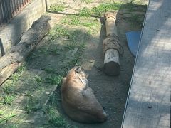 -青藏高原野生动物园