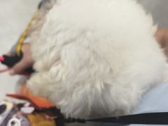 -安安宠医宠物医院·异宠·犬猫内科(岳阳分院)